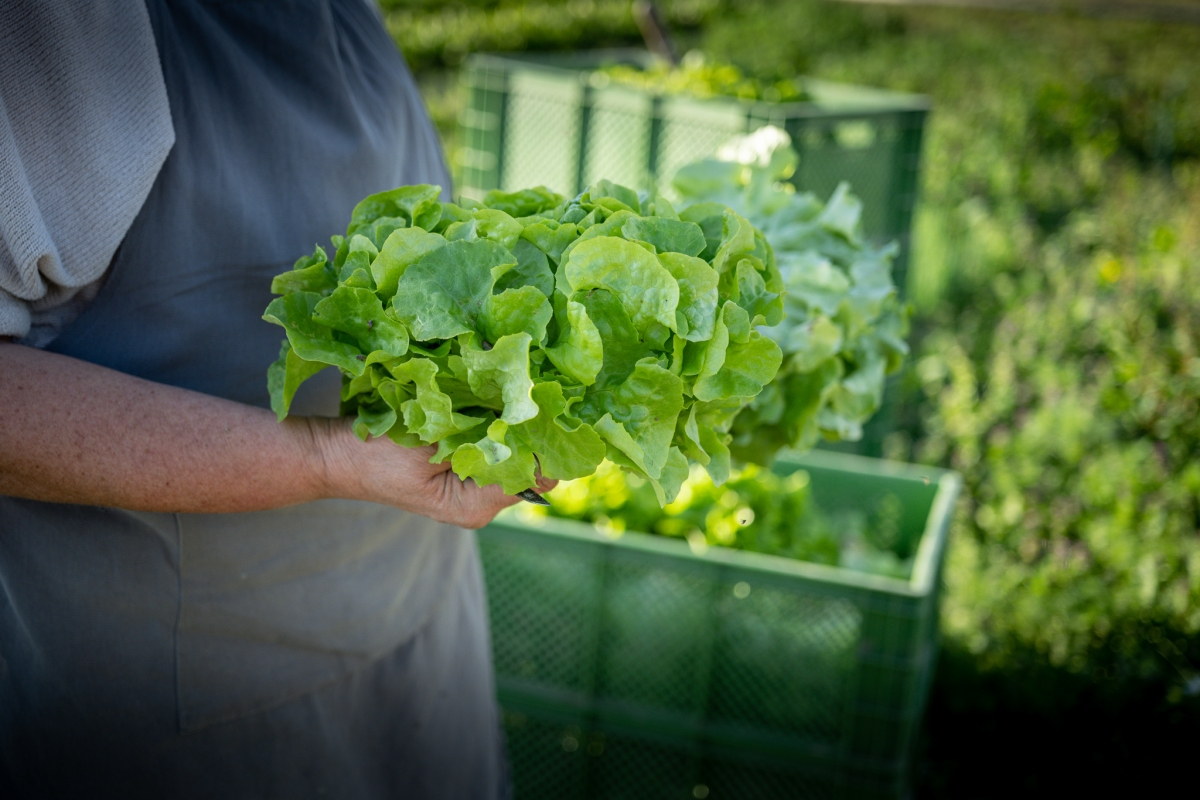 Kopfsalat Ernte